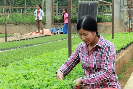 Nghệ An: Đề xuất các giải pháp để lâm nghiệp bền vững