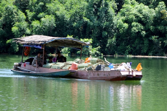 Nhộn nhịp mùa lùng trên lòng hồ Thủy điện Hủa Na