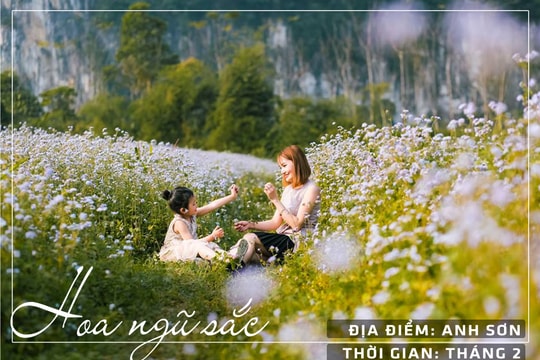 Những đồng hoa nổi tiếng nhất Nghệ An đủ chụp ảnh suốt bốn mùa