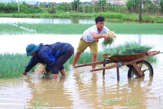 Nông dân Nghệ An “giải cứu” rau màu sau mưa lớn