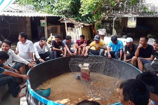 Nghệ An: 37 người đàn ông bị vây bắt khi chơi chọi gà ăn tiền