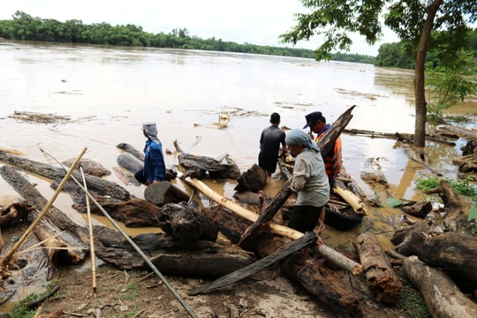 Nghệ An: Người dân từ thượng nguồn đến hạ du liều mình vớt củi lụt