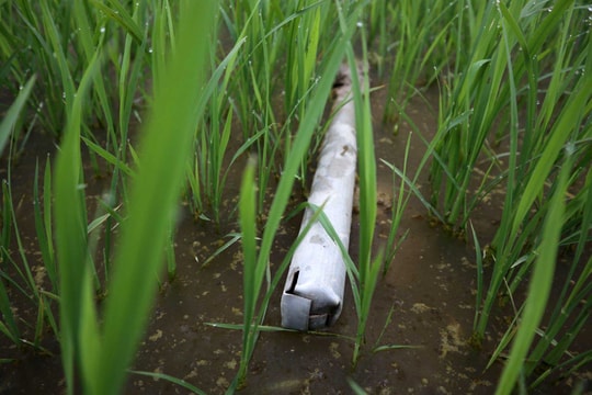 Nam thanh niên tử vong bất thường khi đi bắt lươn