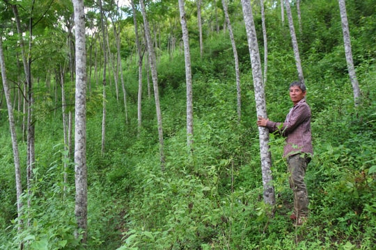 UBND tỉnh thông qua dự thảo đề án giao đất, giao rừng