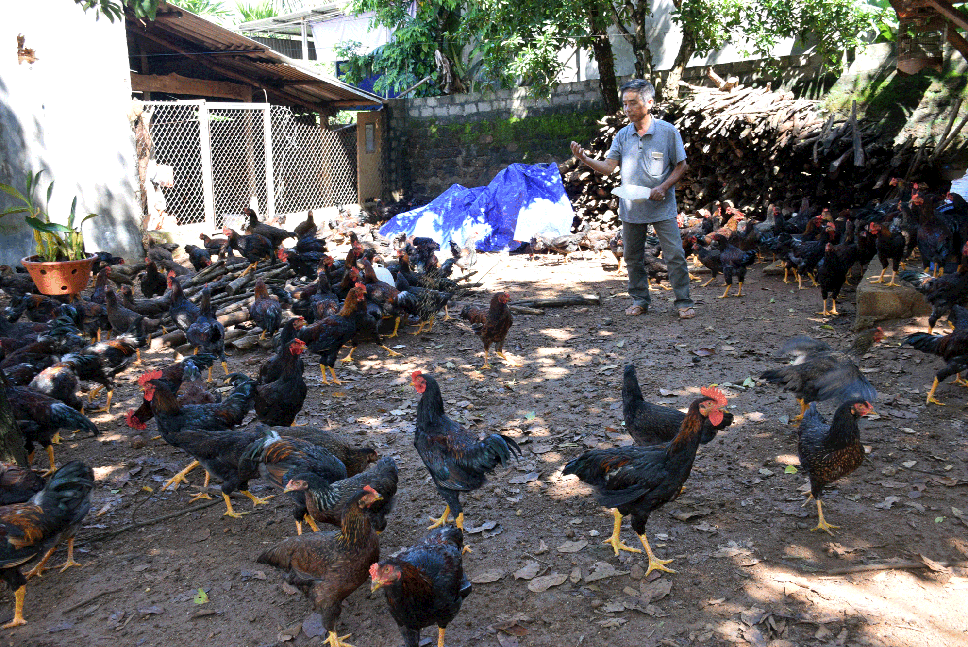 Một xóm ở Nghệ An nuôi gà thu gần 10 tỷ đồng mỗi năm