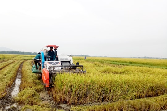 Yên Thành khẩn trương thu hoạch trên 4.500 ha lúa chạy lụt