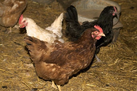 Mỹ cáo buộc Trung Quốc bí mật 'găm' chủng virus cúm mới