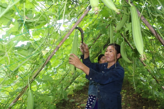 Mướp hương trái vụ đạt giá cao ở Nghệ An
