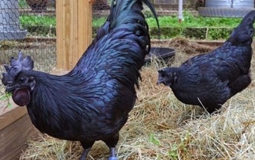 Việt Nam thử nghiệm bảo quản thịt gà 6 tháng vẫn tươi