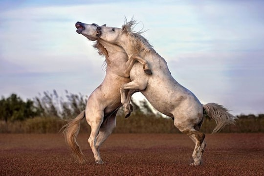 Ảnh thiên nhiên đẹp nhất tháng 8