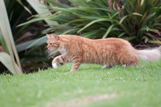 63 loài động vật đang bị đe dọa tuyệt chủng vì sự bùng nổ số lượng mèo nhà