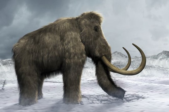 Voi ma mút thời tiền sử sắp hồi sinh trong 'Công viên kỷ Jura' ở Nga