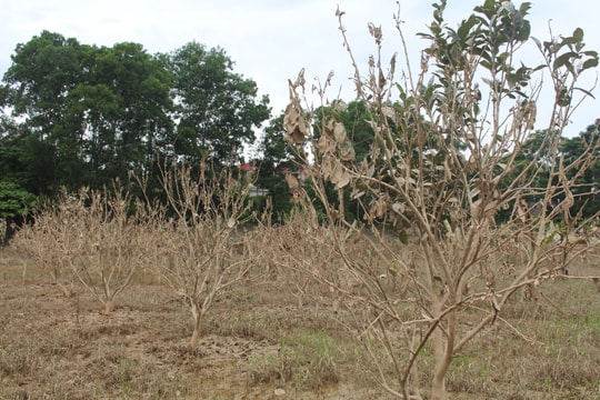 Hàng trăm cây bưởi ở Con Cuông nguy cơ mất trắng do ngập lụt