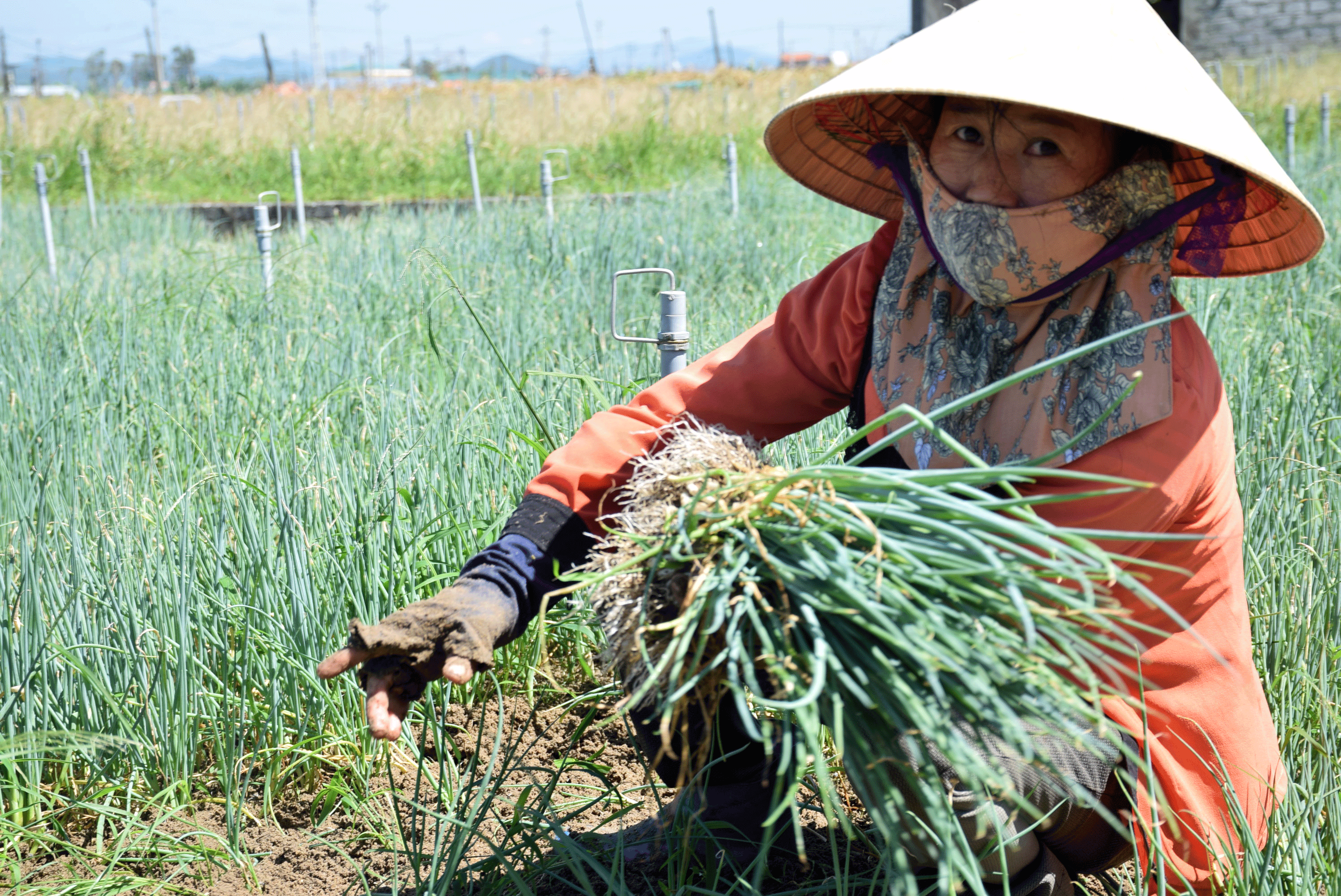 Giá hành hoa ở Quỳnh Lưu cao kỷ lục