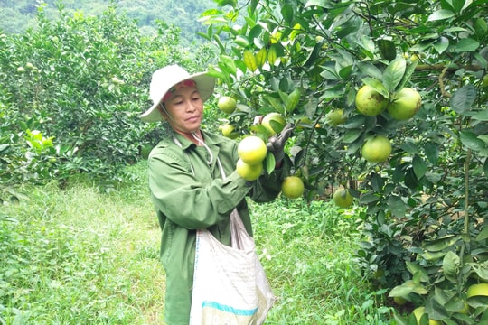  Đề xuất bổ sung điểm chỉ dẫn cam Vinh cho cam Bãi Phủ