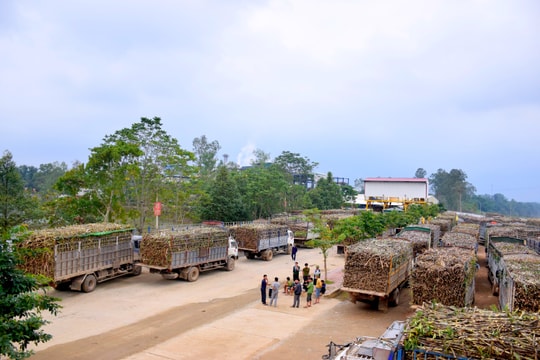 Công ty CP mía đường Sông Con: Xây dựng hàng chục cánh đồng mẫu lớn trồng mía