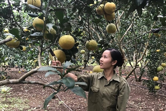 Nghĩa Đàn: Nông dân tự chế thuốc trừ sâu thảo dược cho bưởi Diễn