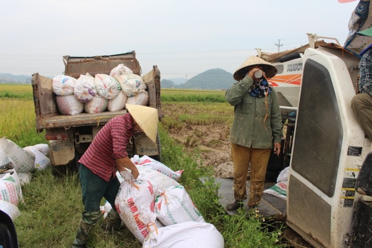 Ứng phó với thiên tai, nông dân khẩn trương thu hoạch lúa hè thu 