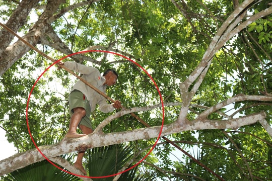 Nghề 'diễn xiếc' trên cây ở xứ Nghệ