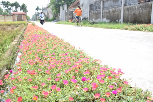 Những con đường hoa tuyệt đẹp ở Diễn Châu