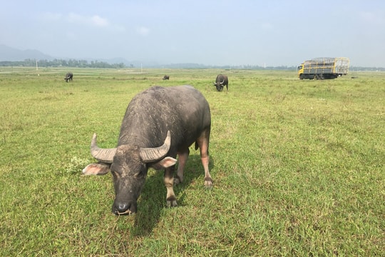 Nghệ An: Chăn trâu bằng ô tô “khủng” 