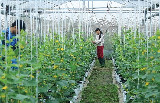 Nông dân được tăng mức vay khi không có tài sản bảo đảm