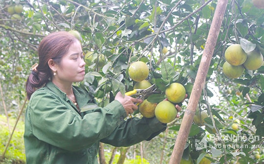 Nghệ An cần linh hoạt trong xây dựng thương hiệu các sản phẩm chất lượng