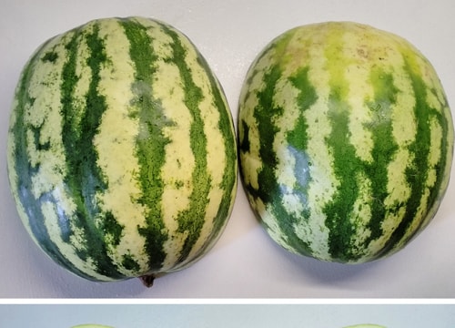 5 dấu hiệu nhận biết dưa hấu “nhiễm độc“