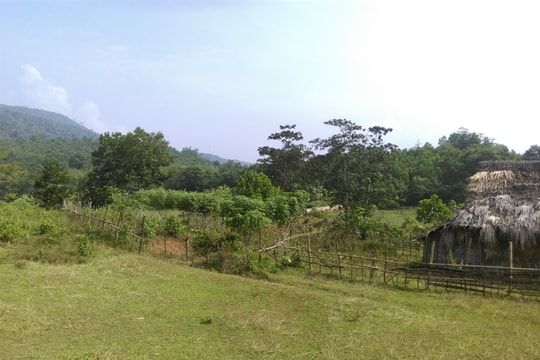 Nghệ An: 10.038 ha đất rừng chuyển nhượng trái phép 