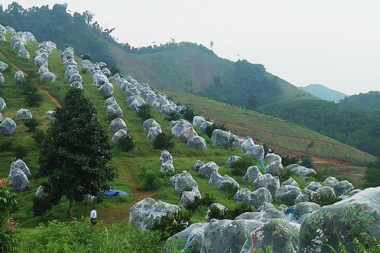 Nông dân Thanh Chương “mắc màn” bảo vệ cam