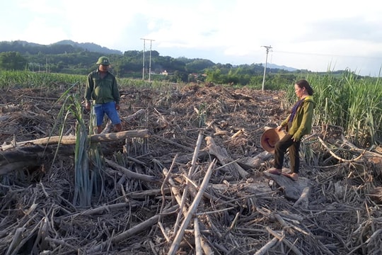 Hàng trăm héc ta mía ở Anh Sơn bị vùi lấp sau lũ