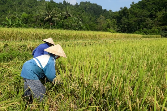 Nông dân vùng cao tất bật gặt lúa chạy bão Mangkhut