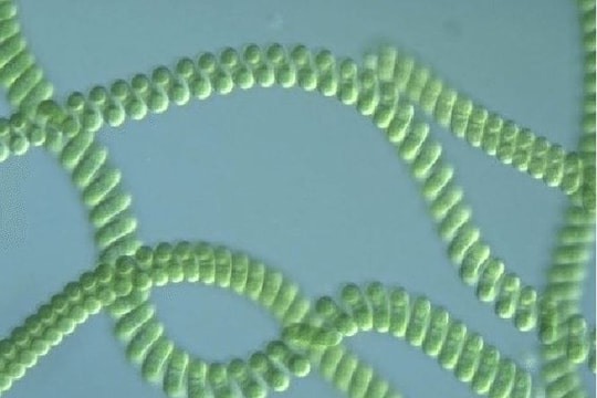 Các nhà khoa học phát minh cách tạo ra 'năng lượng vô tận'