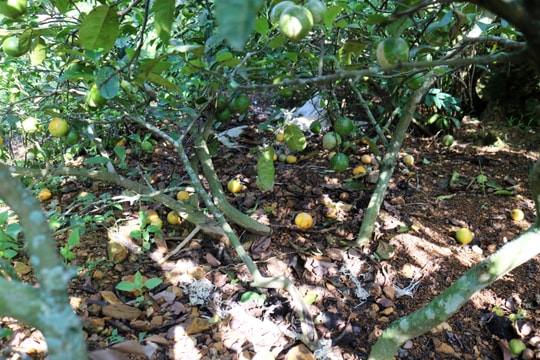 Người trồng chanh ở Nam Đàn lao đao vì giá rớt thảm