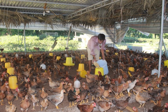 Từ bỏ mức lương hấp dẫn ở thủ đô để về quê nuôi gà 