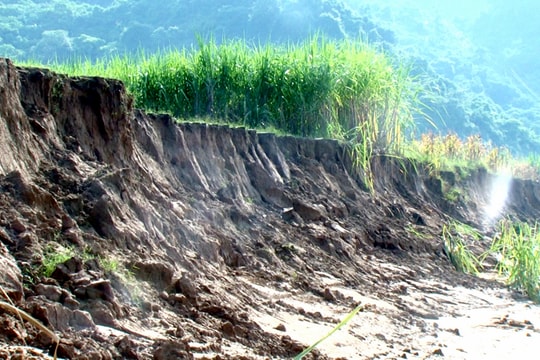 Đất bãi bồi ven sông Lam tại huyện Con Cuông bị sạt lở nghiêm trọng
