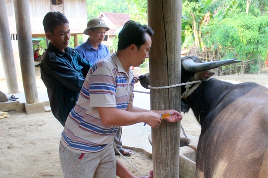 Lo dịch bệnh gia súc bùng phát, người dân lên núi lùa trâu bò về tiêm phòng