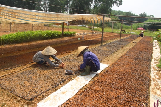 380 cơ sở sản xuất giống cây lâm nghiệp ở Tân Kỳ chưa được cấp phép