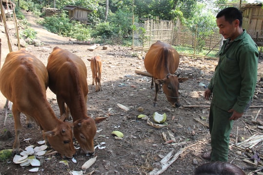 Kinh nghiệm dân gian phòng, chữa bệnh cho trâu, bò của dân bản Kỳ Sơn