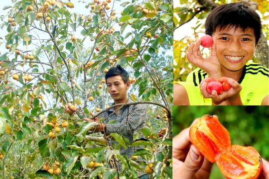 Tuyệt đẹp vườn hồng Nam Anh vào mùa 