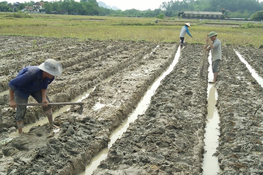 Anh Sơn: Nhiều chính sách hỗ trợ nông dân sản xuất vụ đông