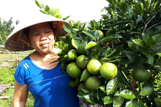 Cam Con Cuông chín sớm, giá phải chăng