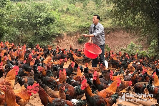 Nghệ An khuyến khích phát triển các giống gia cầm đặc sản chất lượng cao
