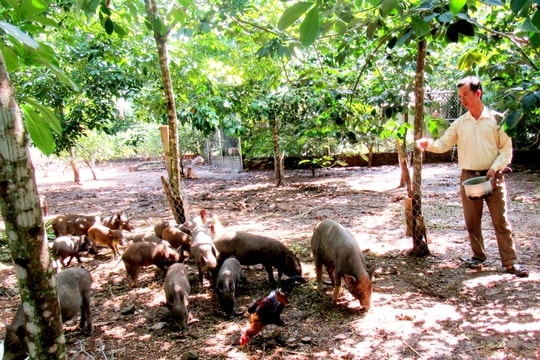 Nuôi lợn mán dưới tán 400 cây cao su cho thu nhập 'khủng'