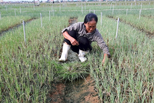 Hàng trăm ha rau ở Quỳnh Lưu hư hỏng, chậm phát triển