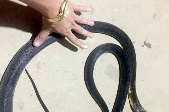 Người đàn ông ở Nghệ An tử vong khi cố bắt sống rắn hổ mang chúa dài gần 3 mét 