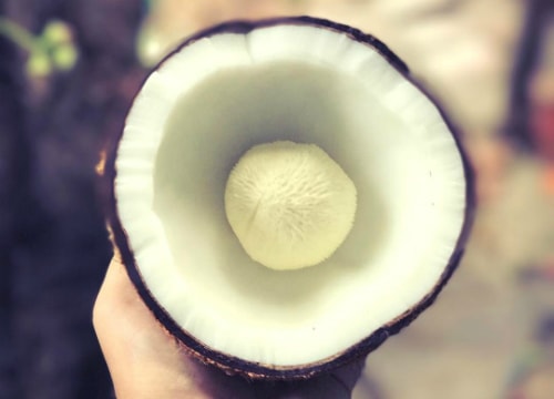 Giá cao gấp 30 lần quả, mộng dừa vẫn “cháy hàng“