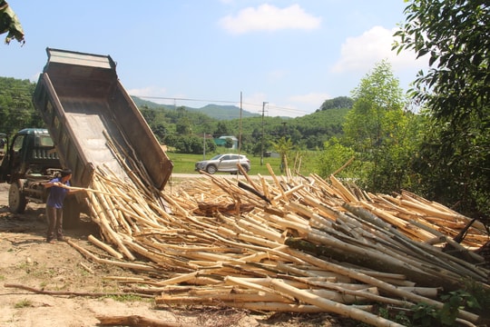 Nông dân Quỳ Châu ồ ạt bán keo non