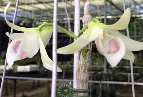 Sự thật về giò lan Giã Hạc có giá gần 7 tỷ đồng 