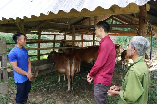 Chàng trai mồ côi người Khơ Mú khởi nghiệp, làm giàu từ 3 con bò giống